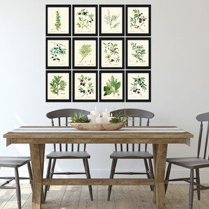 Herbs Botanical Wall Art Set of 12 Prints Beautiful Antique Vintage ...