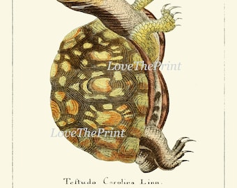 Turtle Wall Art Print Set of 4 Beautiful Antique Vintage Turtles