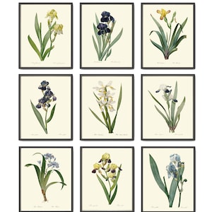 Iris Flower Home Decor Botanical Wall Art Set of 9 Beautiful Vintage Antique Large Gallery Interior Design Designer Decoration to Frame REDT