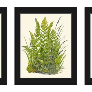 Ferns Decor Botanical Wall Art Set of 3 Prints Beautiful Antique Green Forest Outdoor Cabin Rustic Farmhouse Home Decoration to Frame LIN