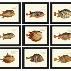 Tropical Coral Reef Fish Prints Wall Art Set of 9 Beautiful Antique Vintage Puffer Ocean Coastal Marine Beach House Home Decor to Frame NM
