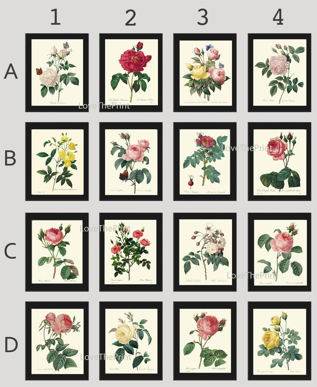 Antique Roses Prints Botanical Wall Art Set of 16 Beautiful Vintage ...