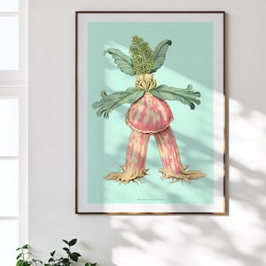 Può includere: Una stampa botanica incorniciata con un'illustrazione stilizzata di una pianta. Presenta una forma bulbosa rosa e bianca, foglie verdi e una parte superiore verde e gialla, su uno sfondo azzurro. Include il testo "Bracteatus Hilaris Koonti".