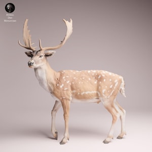 May include: A detailed figurine of a fallow deer, with a light brown coat and white spots. The deer has large antlers and is posed in a standing position. The figurine is a miniature from the "Animal Des Miniatures" collection.