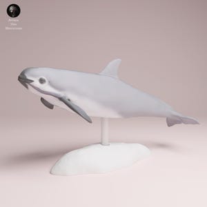 Vaquita Dolphin 1/16 Scale Realistic Animal Model 3D Printed | Decorative Display Piece | Beast Companion Figurine | Animal Den Miniatures