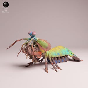 May include: A detailed, colorful sculpture of a mantis shrimp. The model features a vibrant palette of blues, greens, yellows, and pinks. The sculpture has intricate details, including the shrimp's eyes, claws, and segmented body. The text "Animal Den Miniatures" is in the upper left corner.