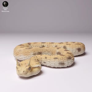 Peut inclure: Un serpent à cornes du désert, un serpent venimeux à la tête cornue distinctive, enroulé sur une surface blanche. Le serpent est brun clair avec des marques brun foncé.