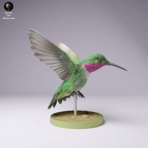 Colibrí coliancho, modelo realista a escala 1/1 impreso en 3D / Figura decorativa / Miniatura para guarida de animales