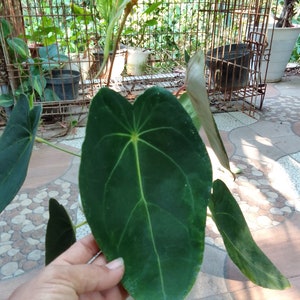 Anthurium forgetii