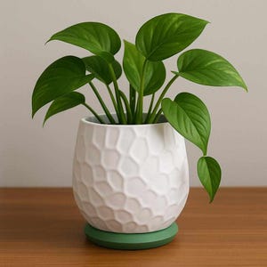 May include: A potted plant with vibrant green leaves. The plant is in a white ceramic pot with a textured honeycomb pattern, sitting on a green saucer. The pot is on a wooden surface.