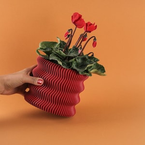 Puede incluir: Una maceta roja con textura ondulada que contiene una planta floreciente con flores rojas y hojas verdes. La maceta tiene una forma orgánica única y se encuentra sobre un fondo naranja. La planta está en plena floración.