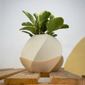 May include: A small houseplant with green and yellow leaves in a cream-colored, textured, spherical planter. The planter sits on a wooden base and is placed on a wooden surface. The plant is a decorative element for home decor.
