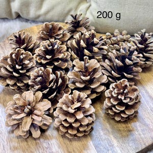 Piñas naturales, piñas decorativas, proyectos de naturaleza…