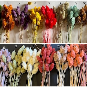 Phalaris, flowers, dried flowers, various colors