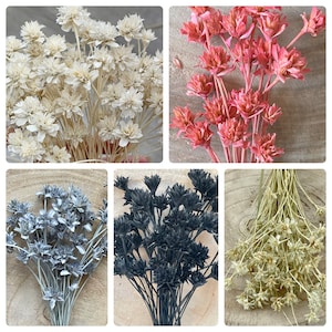 Hillflowers, Bergblumen, Trockenblumen, verschiedene Farben