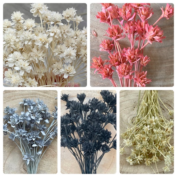 Hillflowers, mountain flowers, dried flowers, different colors