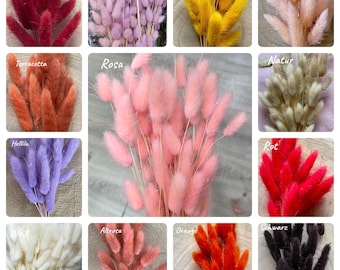 Lagurus, lamb's ear, hare's tail grass, flowers, dried flowers, various colors