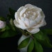 see more listings in the Cold porcelain peony section