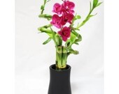 Lucky Bamboo Spiral Style with Silk Flowers and Ceramic Vase Live Plant Indoor Outdoor Garden