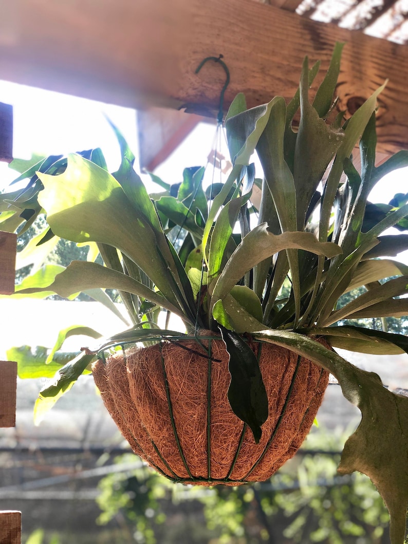 Staghorn Fern 4 Hanging Basket Exotic Live Plant - Etsy