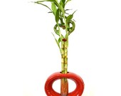 Lucky Bamboo Heart Style with Hollow Vase Live Plant Indoor Outdoor Garden