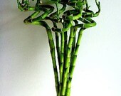 10 Stalks 18 quot Spiral Lucky Bamboo with 10 Bottles Lucky Bamboo Fertilizer Plant Food Live Plant