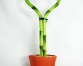 Lucky Bamboo Heart Style with Ceramic Pot Live Plant Indoor Outdoor Garden