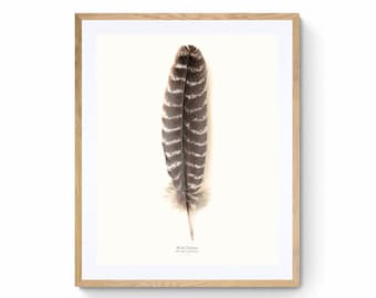Wild Turkey Feather Print at 1:1 Scale