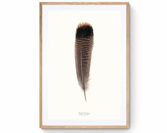Wild Turkey Feather Print at 1:1 Scale