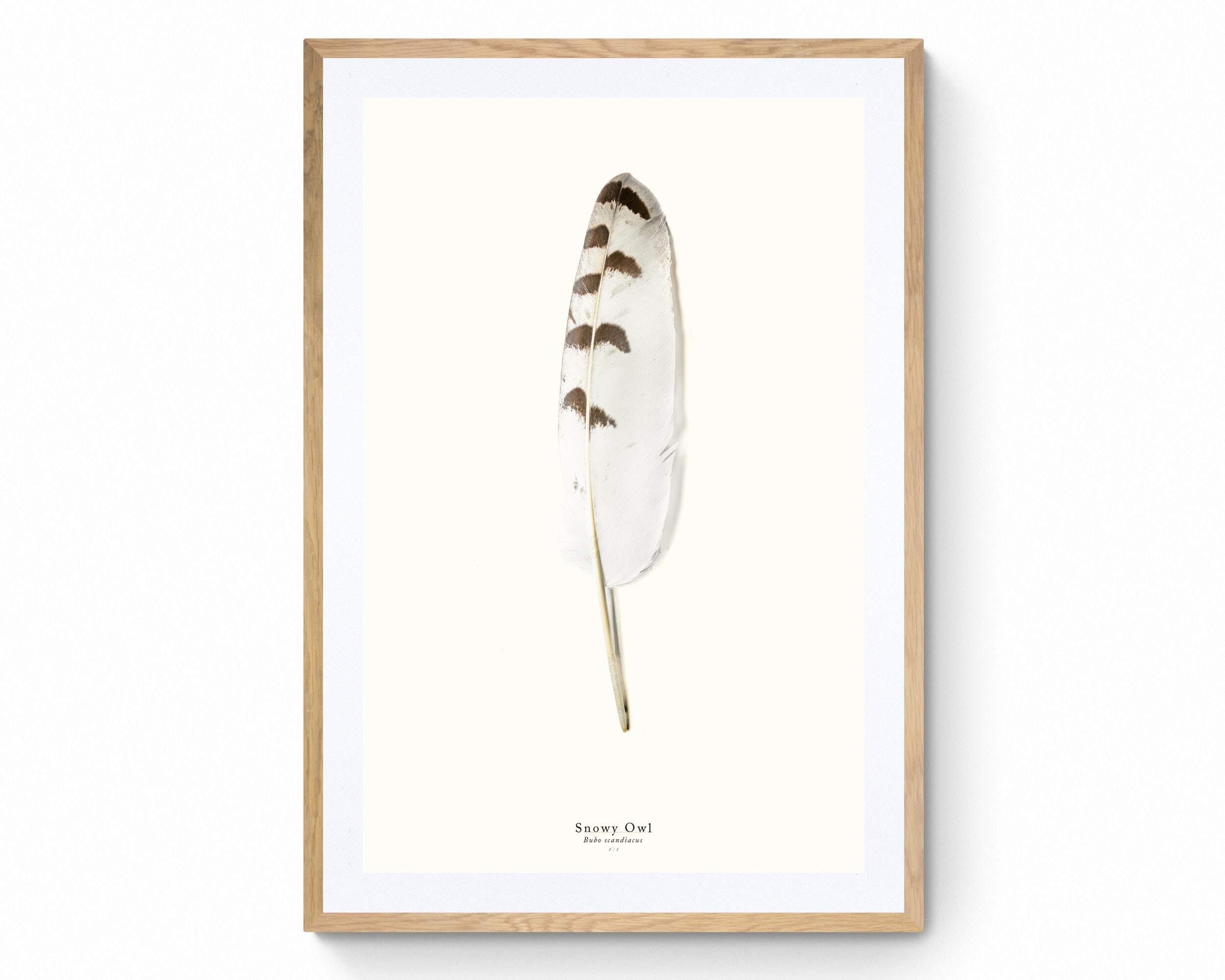 Snowy Owl Feather Print at 1:1 Scale