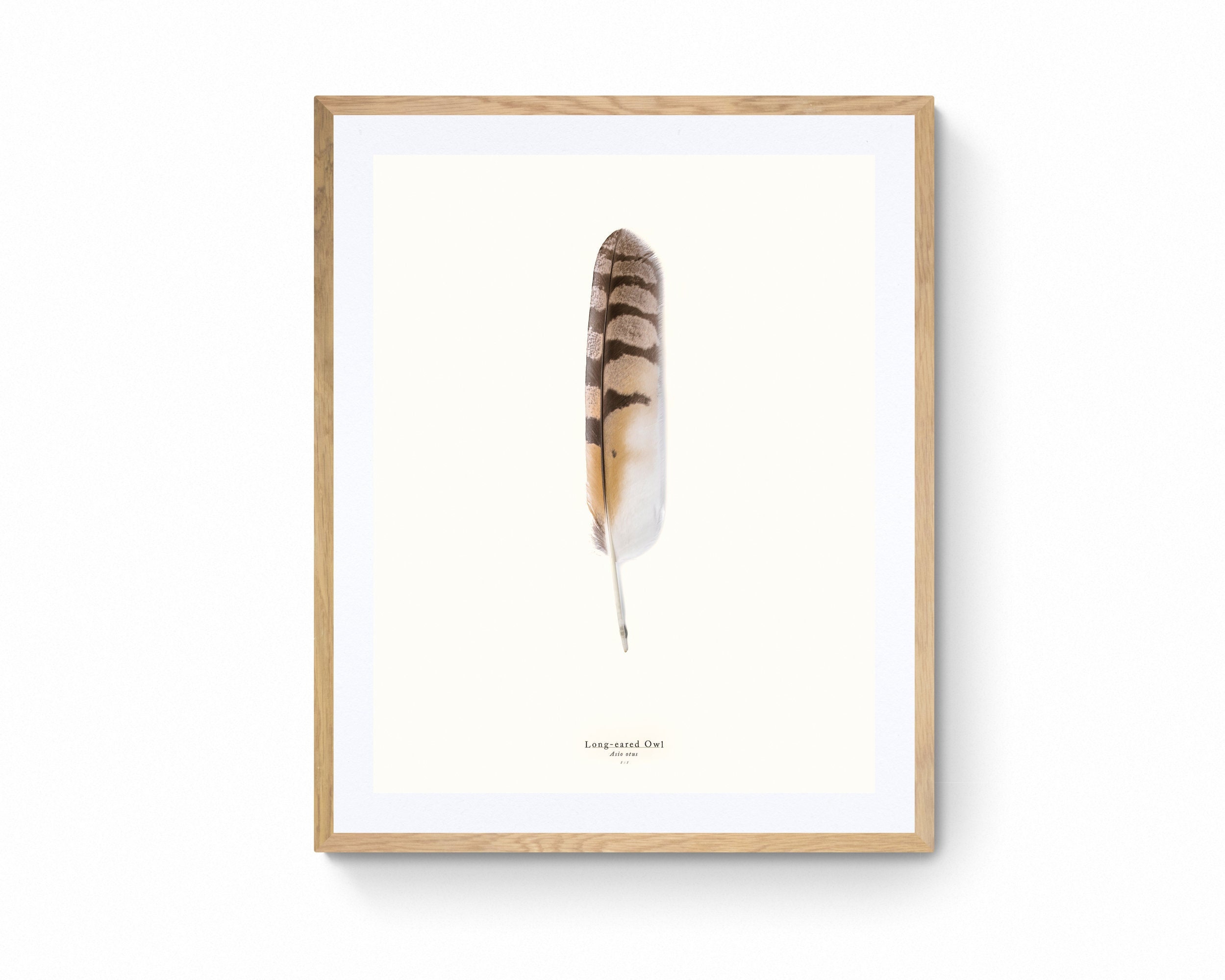 Long-eared Owl's Elegance a 1:1 Scale Print of a Wing Feather on Bamboo