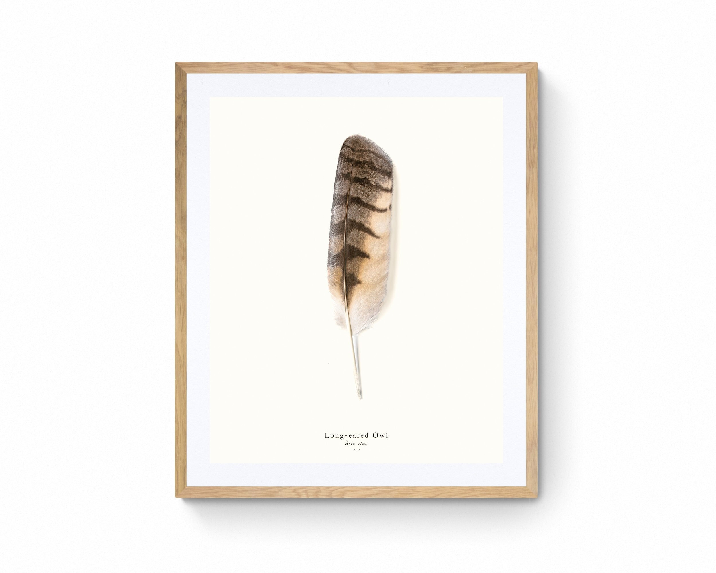 Long-eared Owl's Elegance a 1:1 Scale Print of a Wing Feather on Bamboo