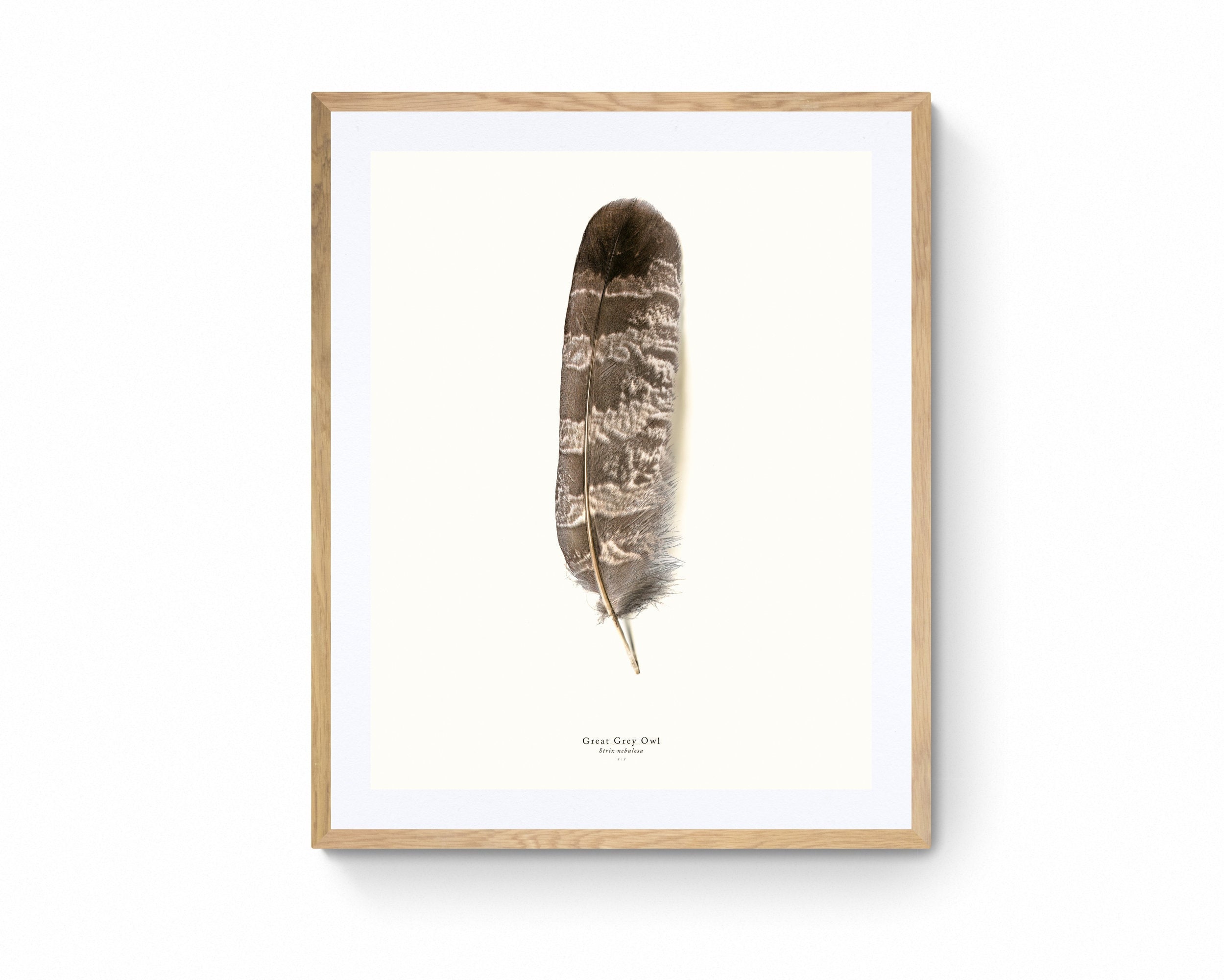 Great Grey Owl Feather Print at 1:1 Scale