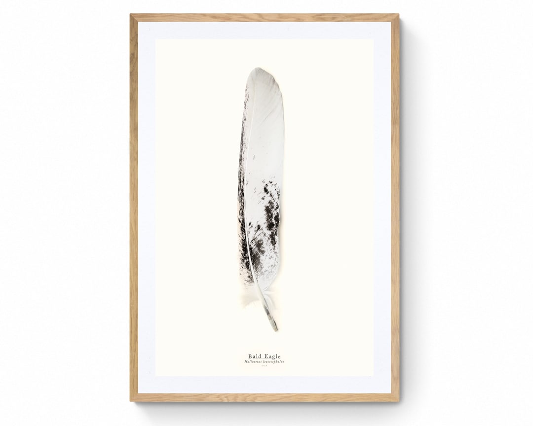 The Majestic Bald Eagle a 1:1 Scale Print of Its Tail Feather on Bamboo ...