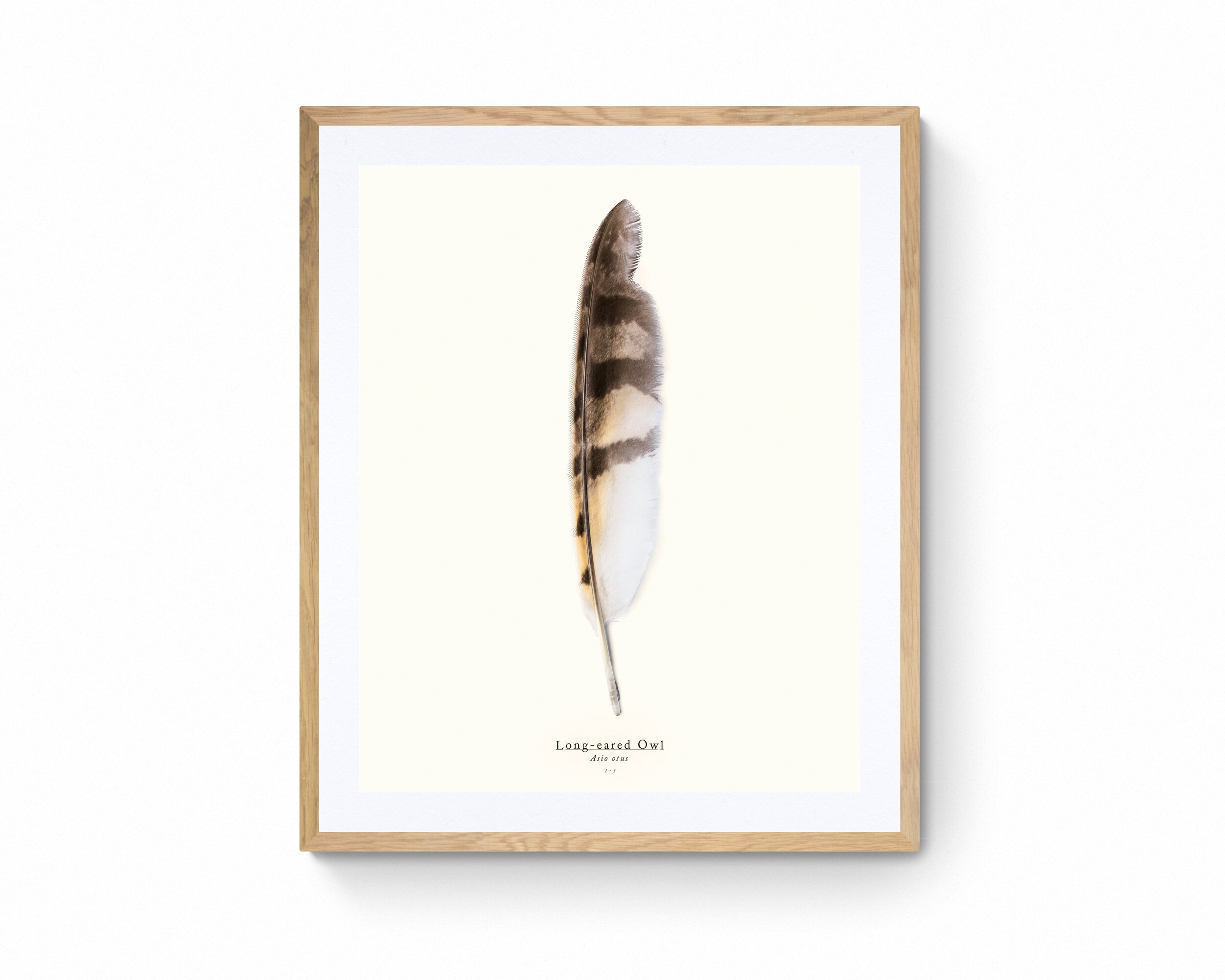 Long-eared Owl's Elegance a 1:1 Scale Print of a Wing Feather on Bamboo