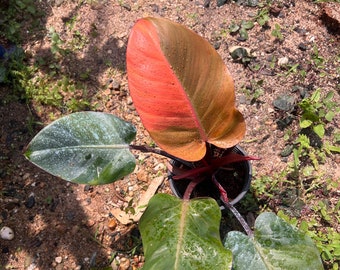 Rare! Philodendron black cardinal No.ID variegated