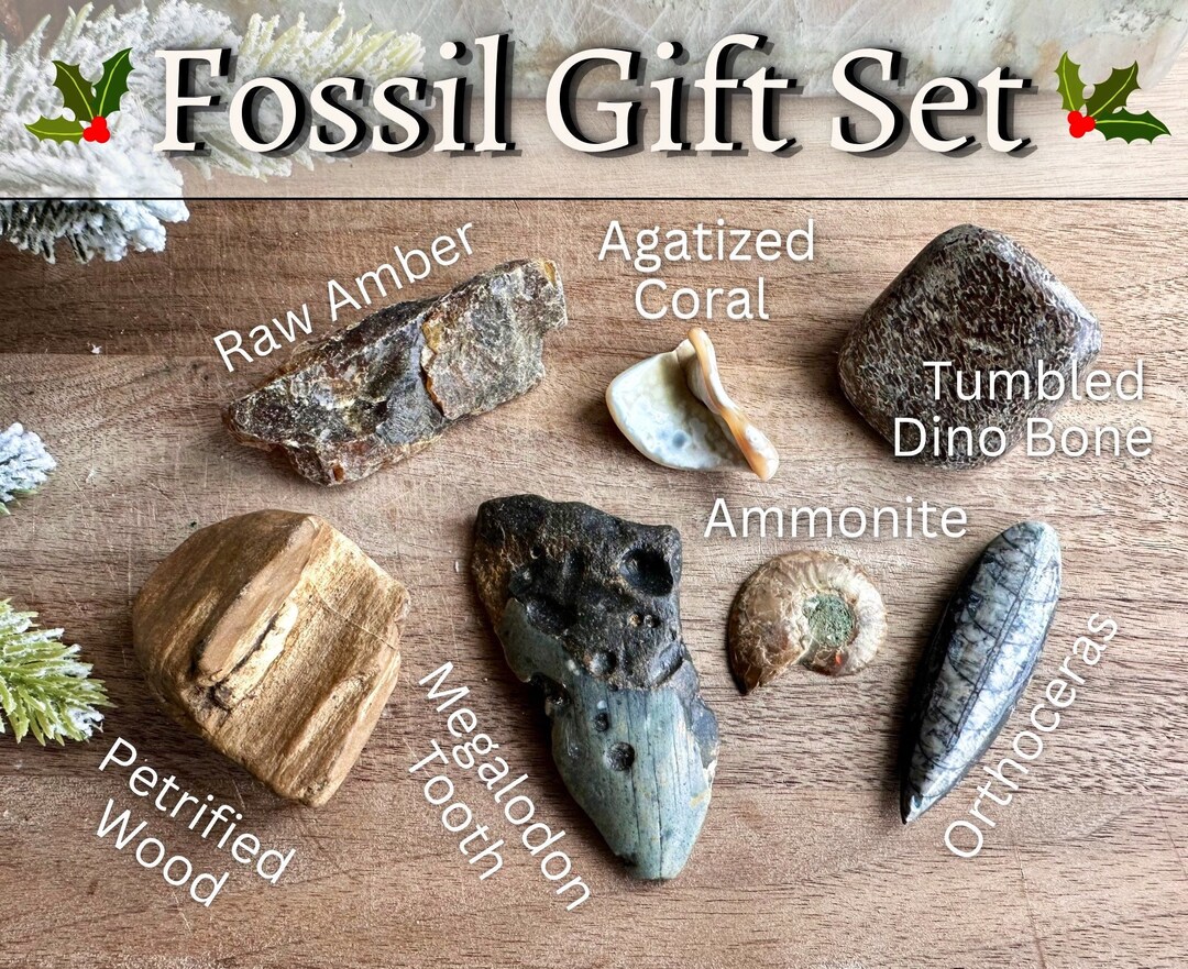 Fossil Gift Set Megalodon Tooth Ammonite Orthoceras Etsy