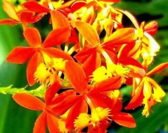 Epidendrum radicans Orchid  Shipped in well-rooted 3 1/2" Pot