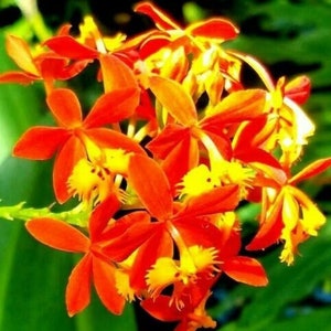 Epidendrum radicans Orchid  Shipped in well-rooted 3 1/2" Pot