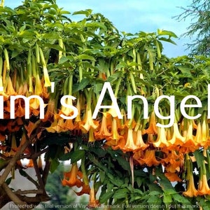May include: A close-up of a bush with many orange trumpet-shaped flowers. The flowers are hanging down from the branches. The text "Jim's Angels" is superimposed on the image.