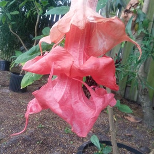 Brugmansia Angel Trumpet triple pink very fragrant shipped in pot