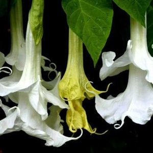 May include: Close-up of white trumpet-shaped flowers with ruffled edges, hanging from green stems. One flower is yellow. Dark background with green leaves. Botanical theme.