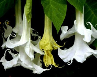 Brugmansia Angels Trumpet B. ‘Candida Double White Huge Dbl White SHIP IN POT