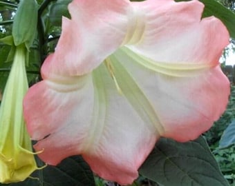 Brugmansia Angel Trumpet Isabella shipped in pot
