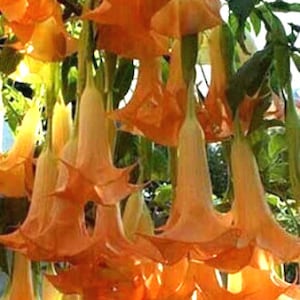 May include: A close-up of a cluster of orange trumpet-shaped flowers with the text "Jim's Angel" in the upper center of the image.
