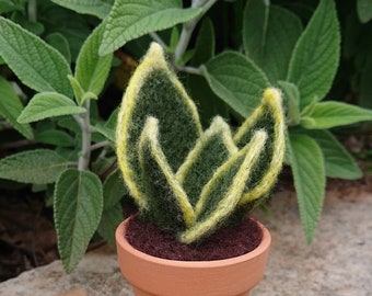 Needle Felted Succulent in Pot - Dwarf Snake Plant, Sansevieria, Mother in Law's Tongue