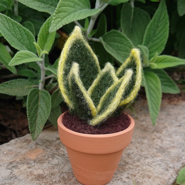 Needle Felted Succulent in Pot - Dwarf Snake Plant, Sansevieria, Mother in Law's Tongue