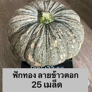 Thai Pumpkin Khang tok Seeds from Thailand