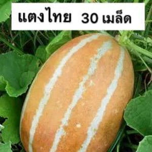 Thai Asian Melon