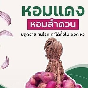 May include: A bundle of red onions with a brown, dried top. The image includes text in Thai. Some onions are whole, while others are sliced, revealing their white and purple interior. The background is a mix of white and green.